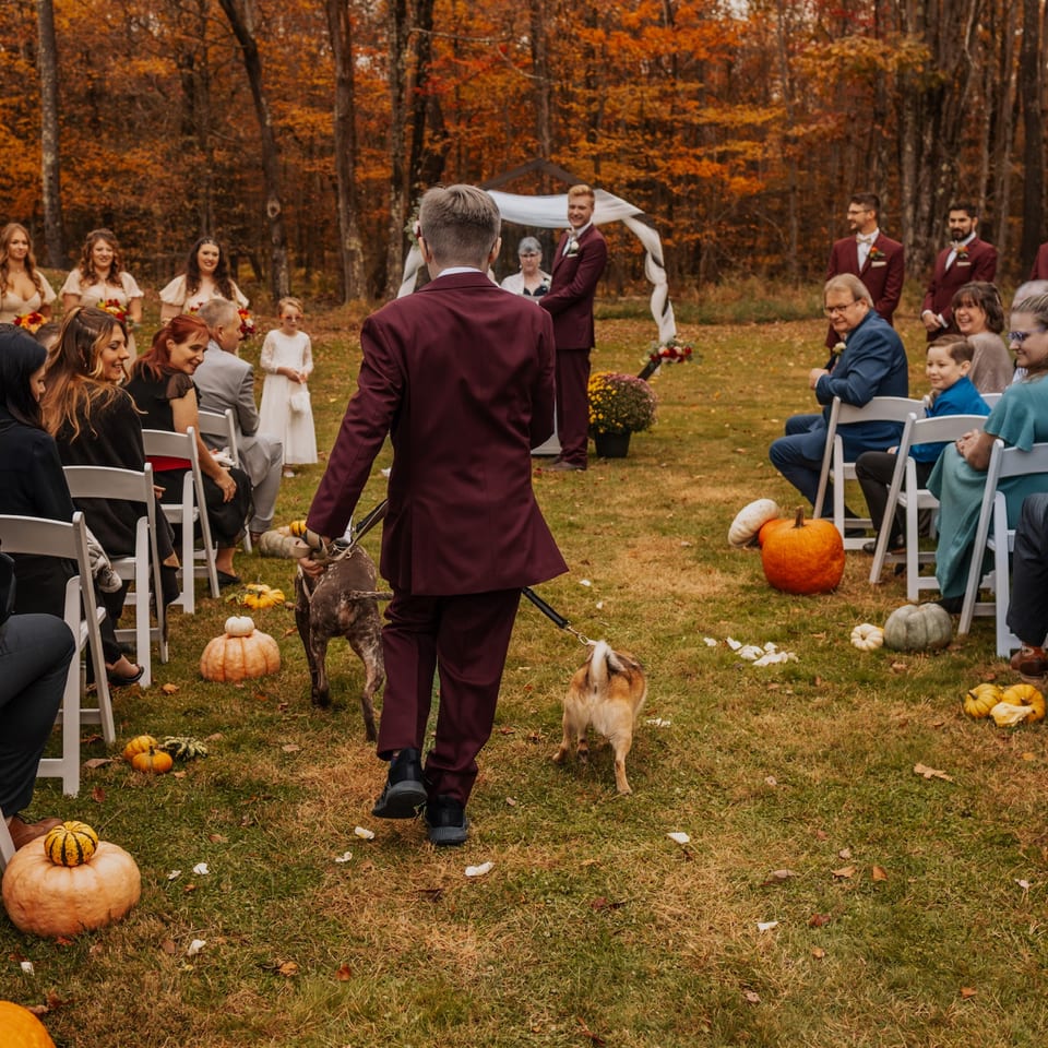A man in a maroon suit walks two dogs down an aisle at an outdoor wedding in autumn.